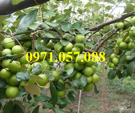 Cây giống táo đài loan
